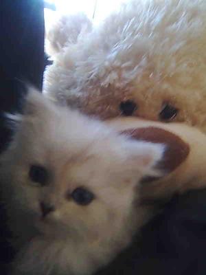 Chinchilla Persian - Cleo and her beary