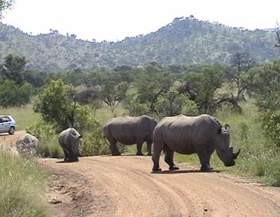 Rhino in Pilanesberg
