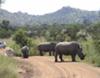 Rhino in Pilanesberg