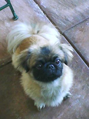 BJ the Pekingese Puppy - after we had them shaved.