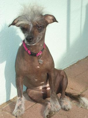 Shanika the Peruvian Hairless Dog