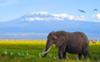 Amboseli Safaris